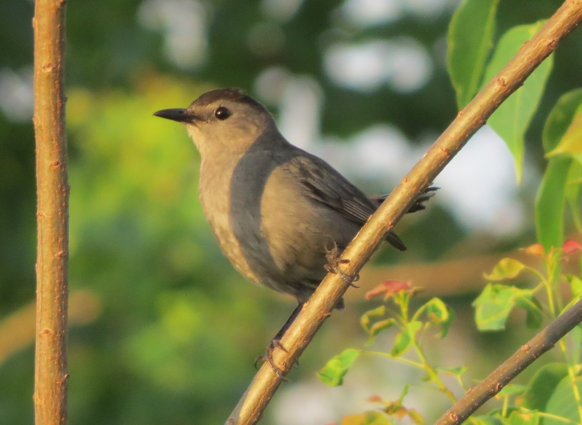 Gray Catbird - ML164821441