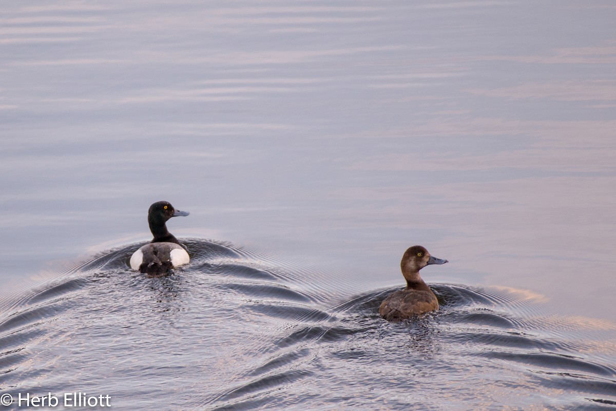 Lesser Scaup - ML164821471