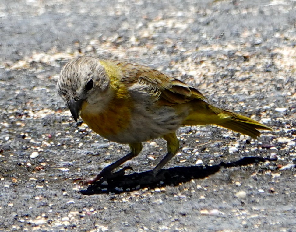 Saffron Finch - ML164823541