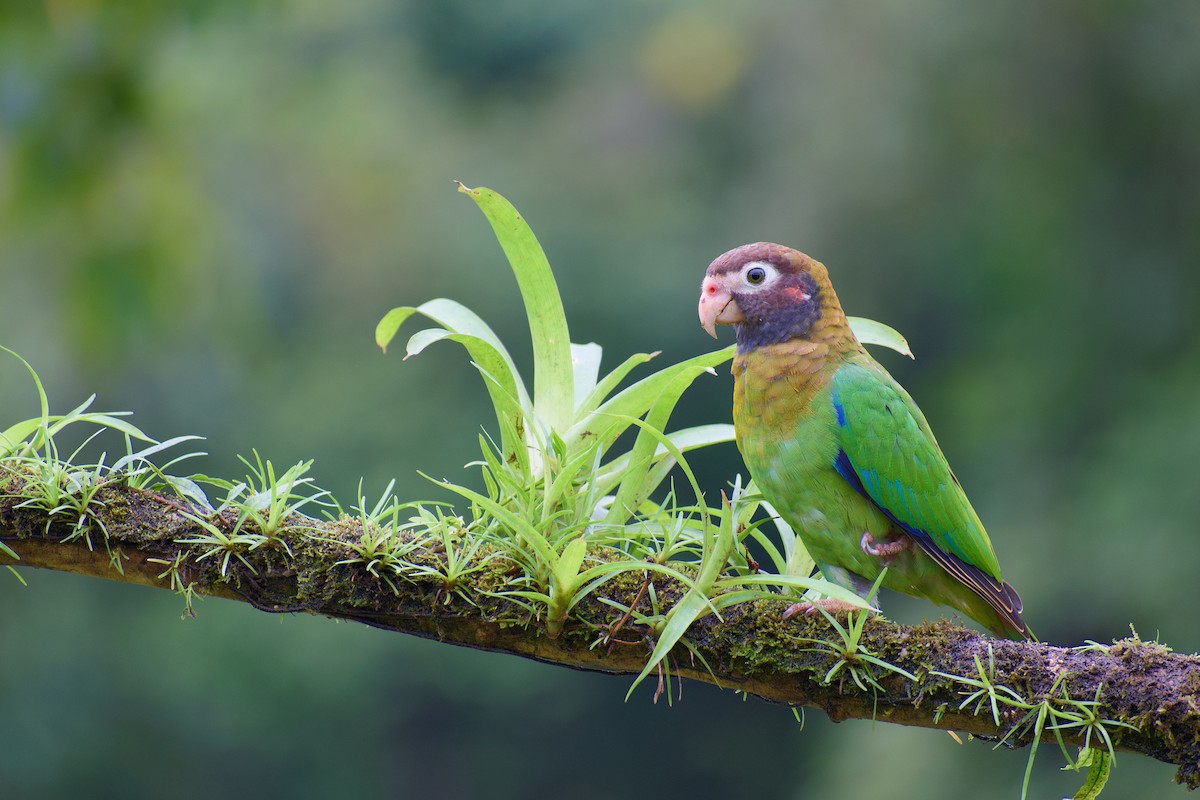 Brown-hooded Parrot - Christopher Becerra