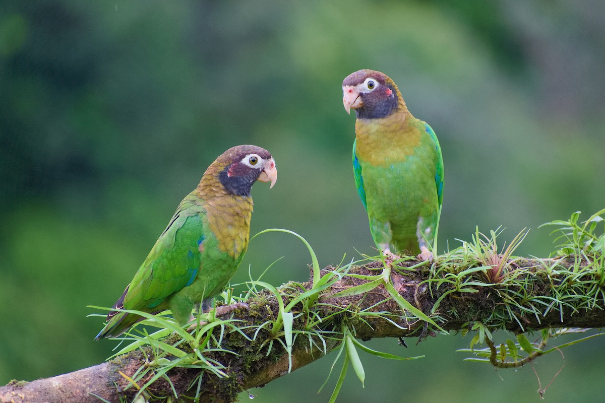 Brown-hooded Parrot - ML164827611