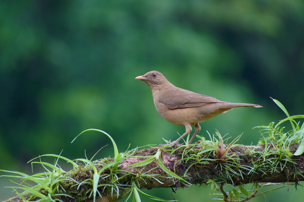 Clay-colored Thrush - ML164827631