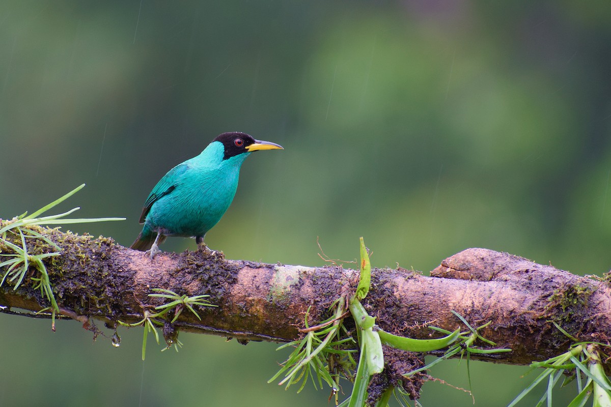 Green Honeycreeper - Christopher Becerra