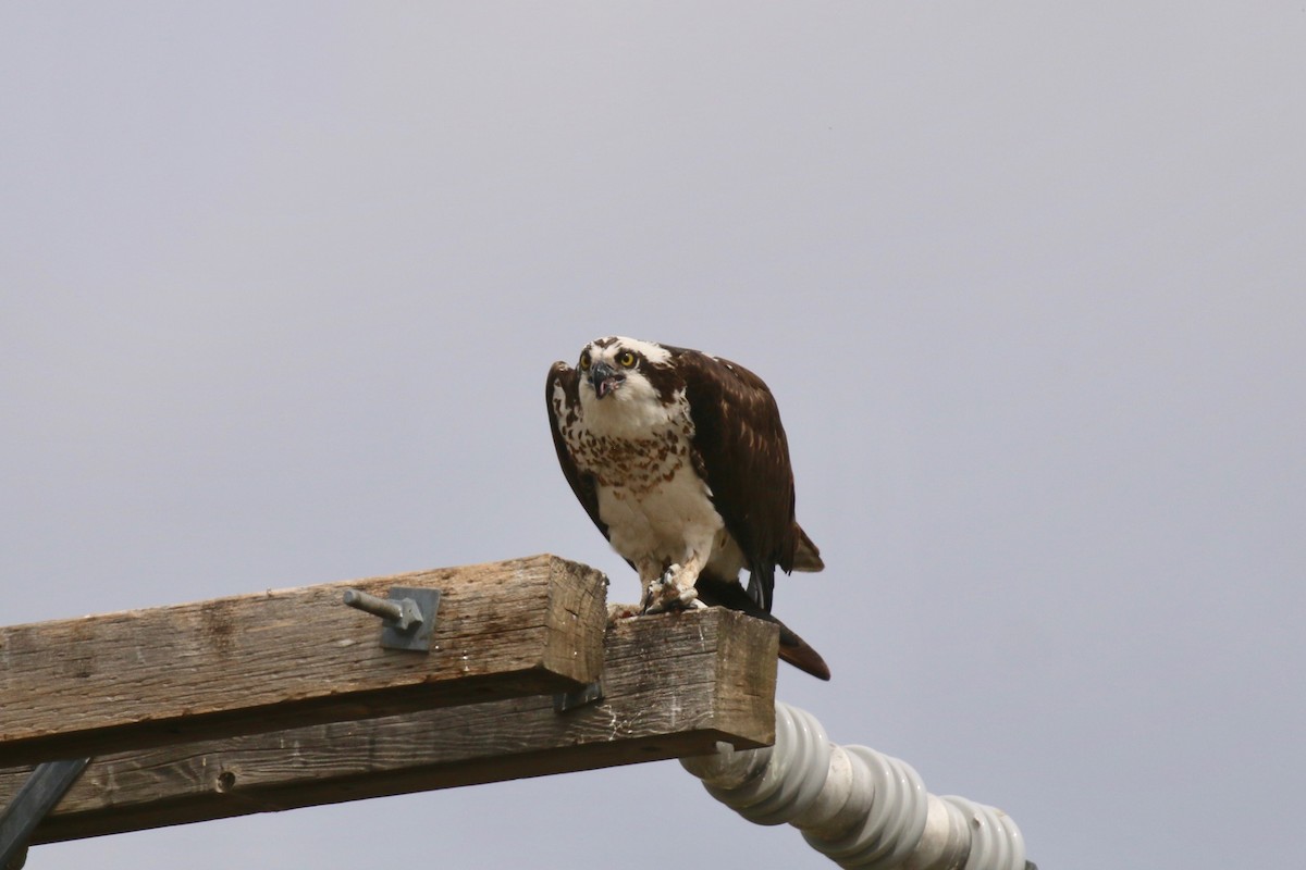 Águila Pescadora - ML164828241