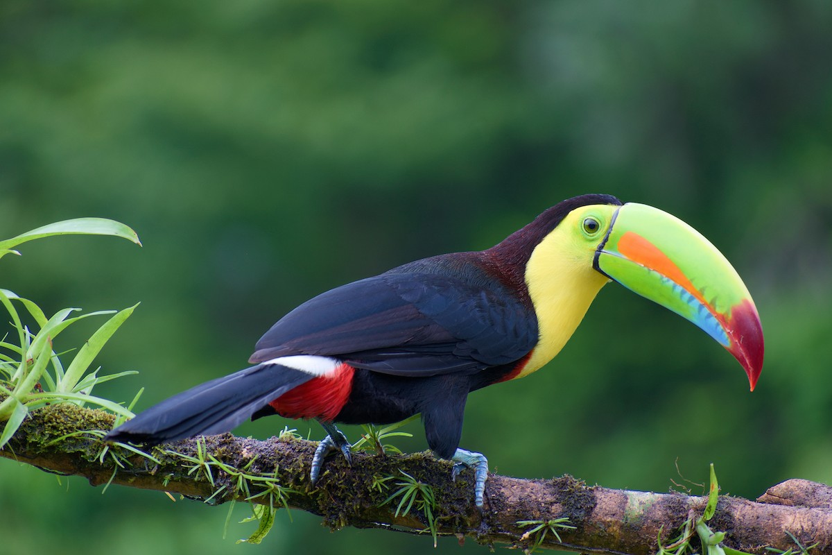 Keel-billed Toucan - ML164828581