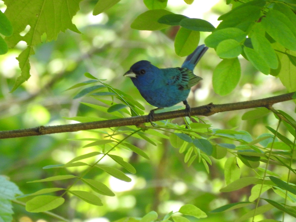 Passerin indigo - ML164828961