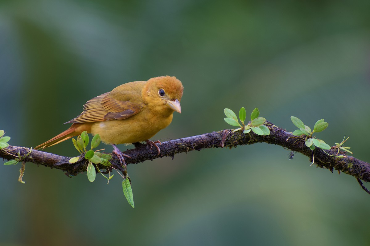 Summer Tanager - ML164829161