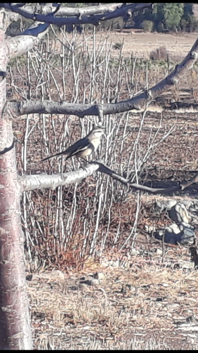 White-banded Mockingbird - ML164833981