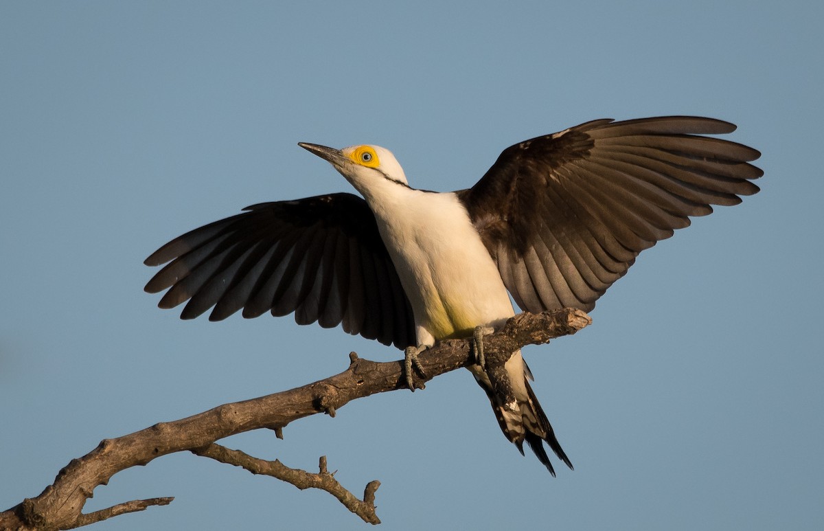 White Woodpecker - ML164837111