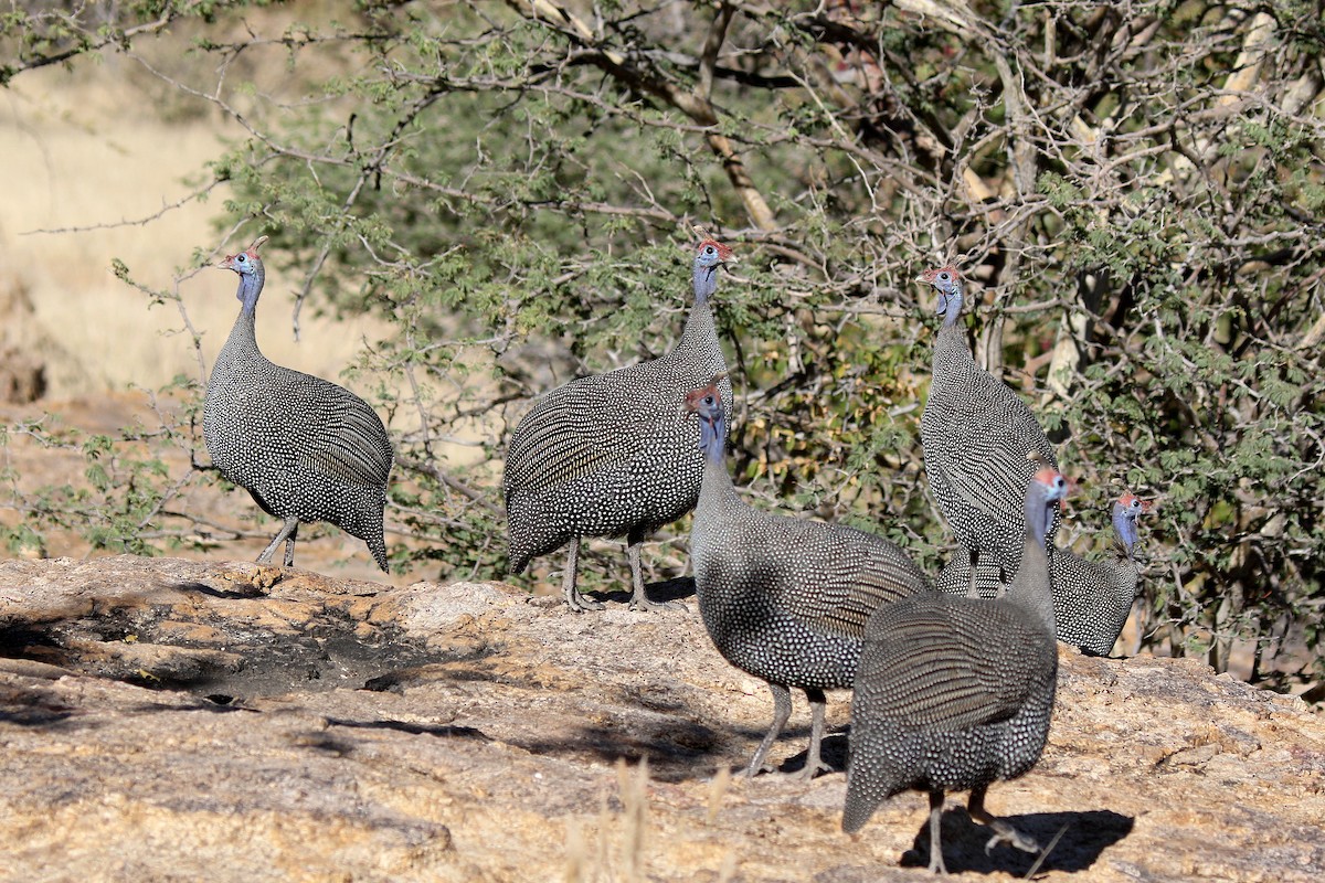 Helmeted Guineafowl (Tufted) - Stephen Gast