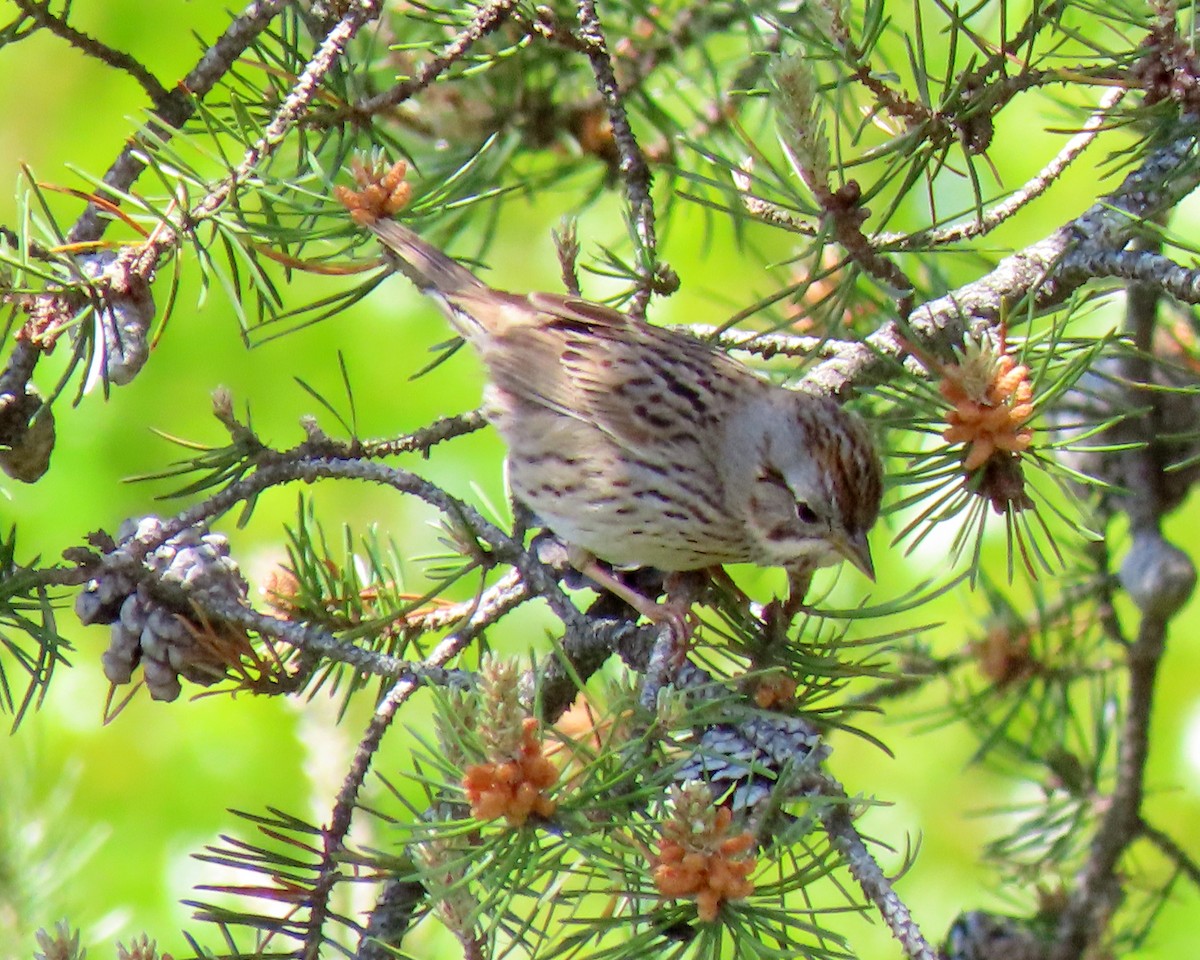 Lincoln's Sparrow - ML164839651