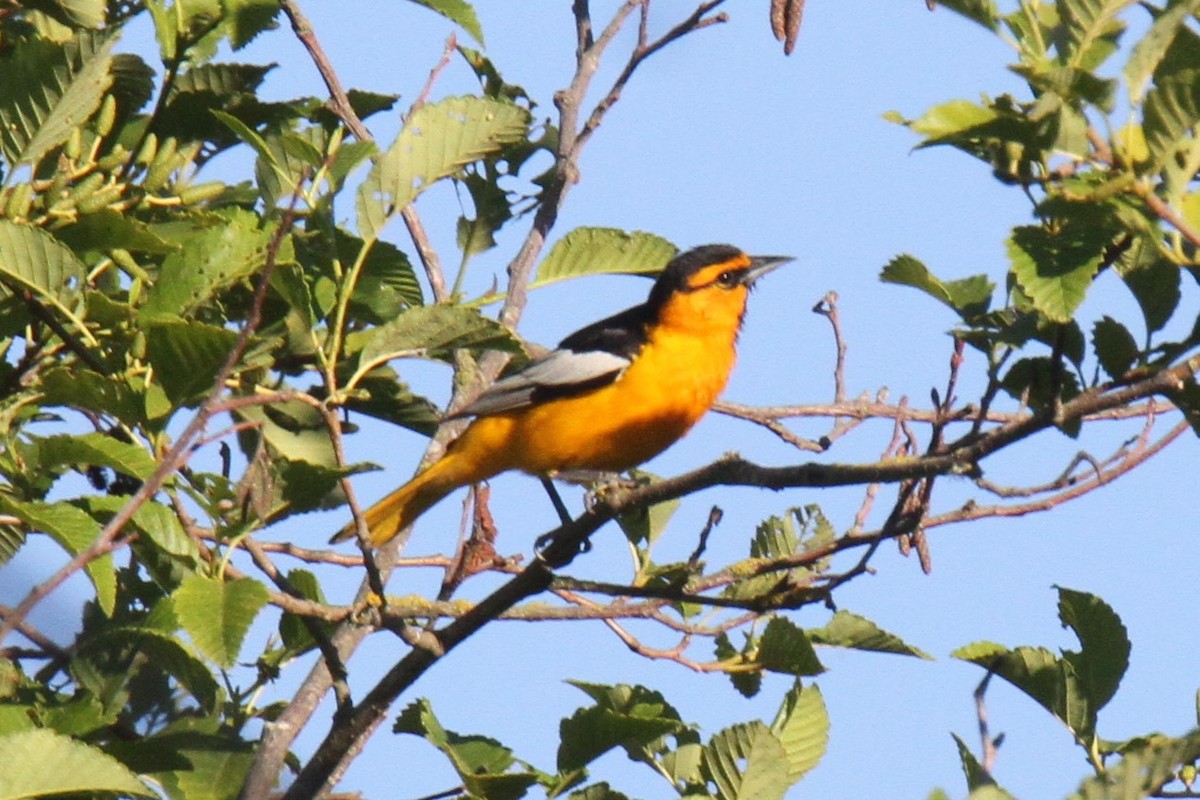 Bullock's Oriole - ML164841331