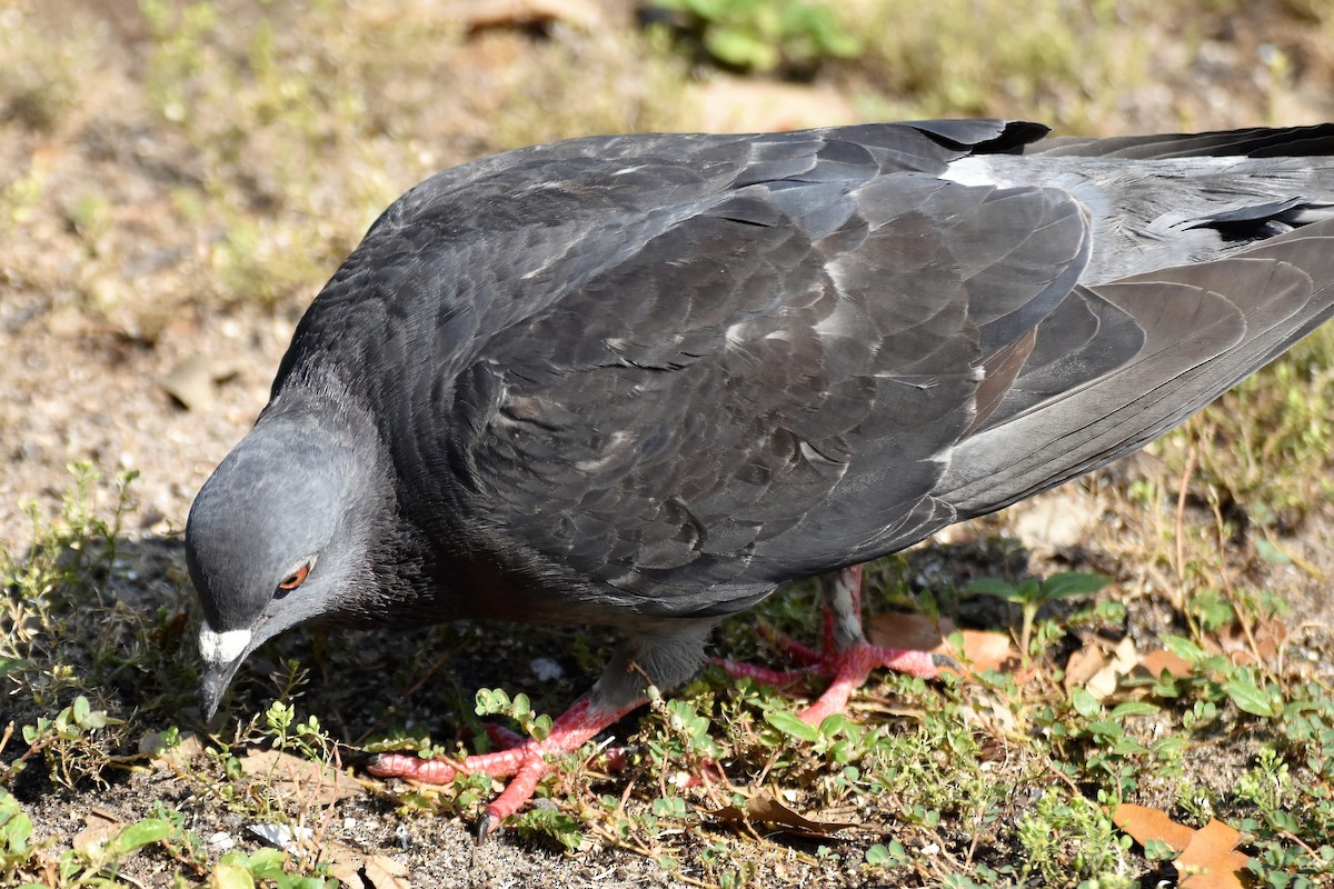 Rock Pigeon (Feral Pigeon) - Derek Hudgins