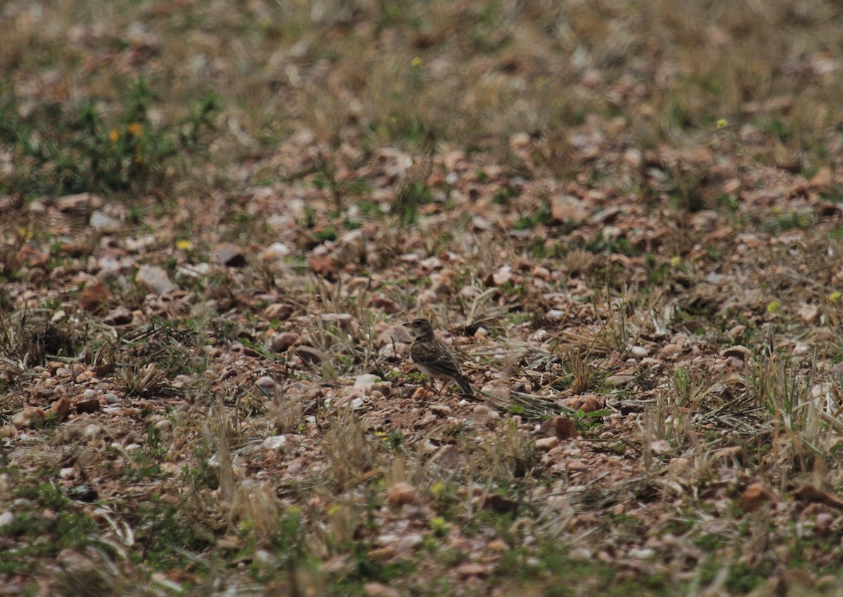 Calandria Común - ML164842081