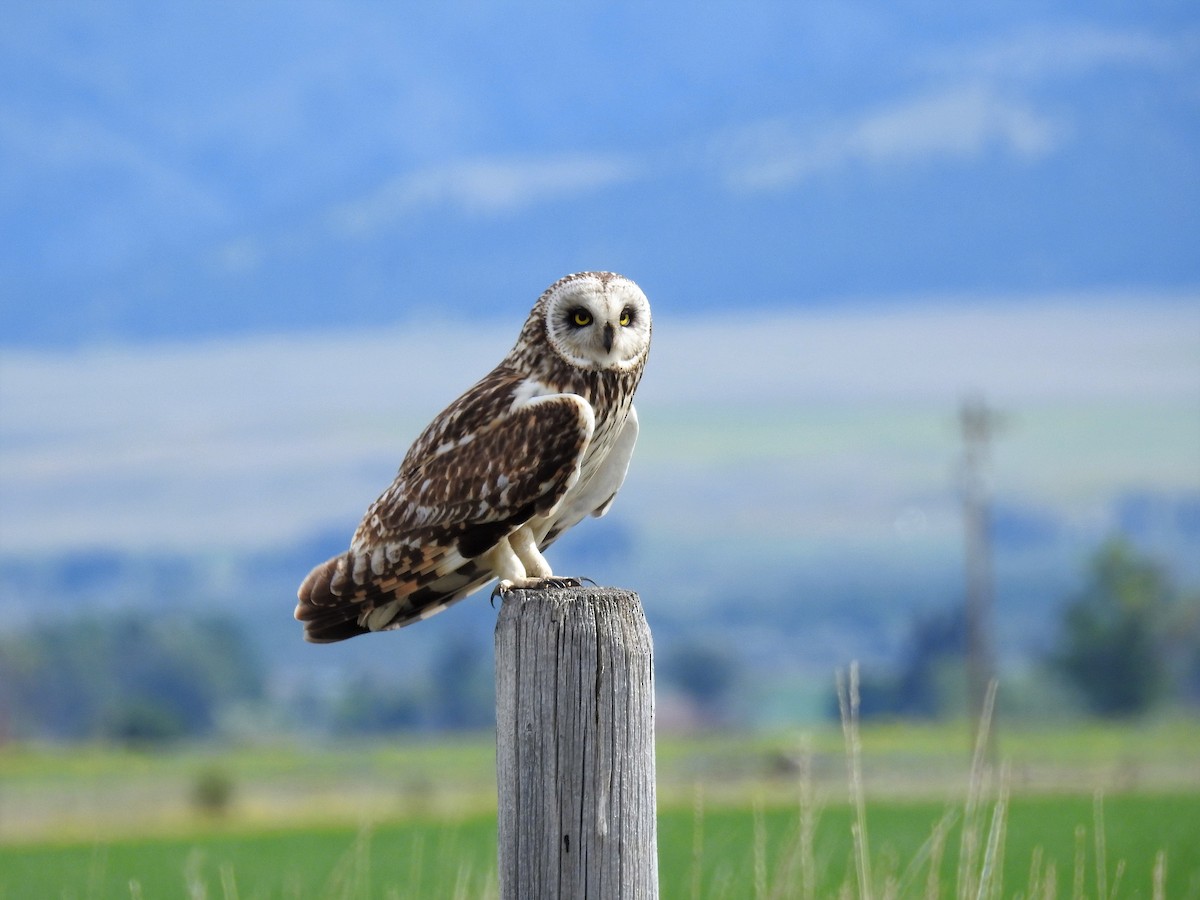 Short-eared Owl - ML164842801