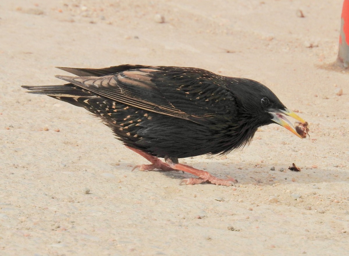 European Starling - ML164843001