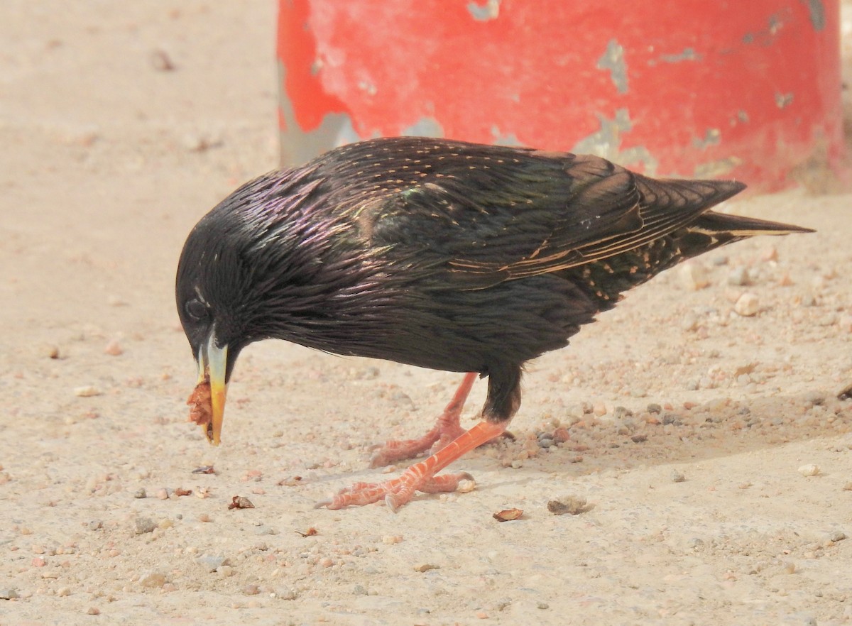 European Starling - ML164843011