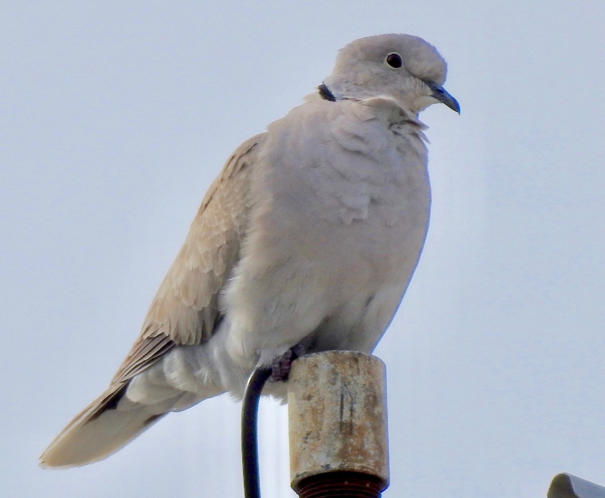 Eurasian Collared-Dove - Van Remsen