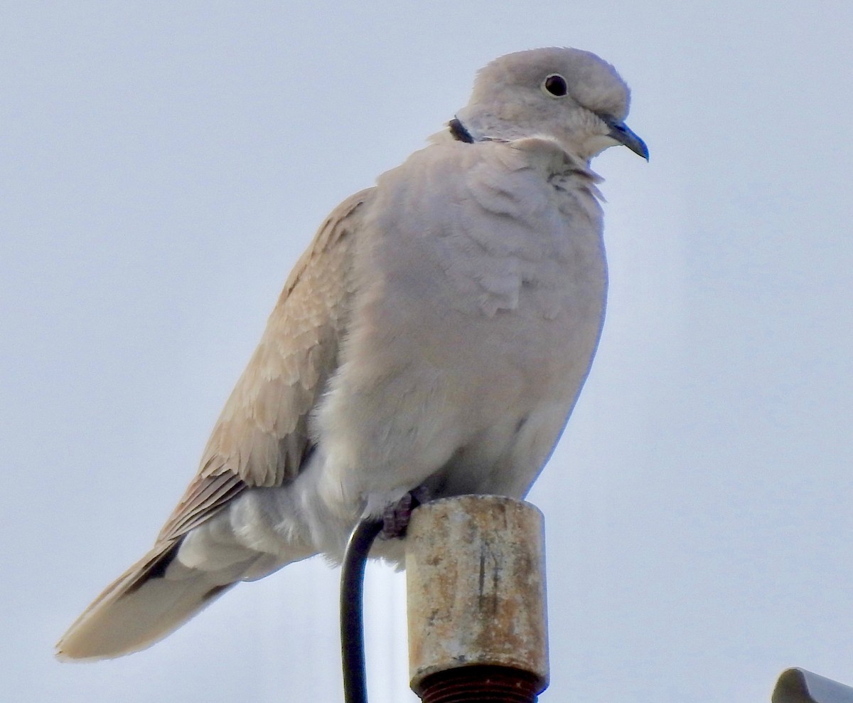 Eurasian Collared-Dove - ML164843081