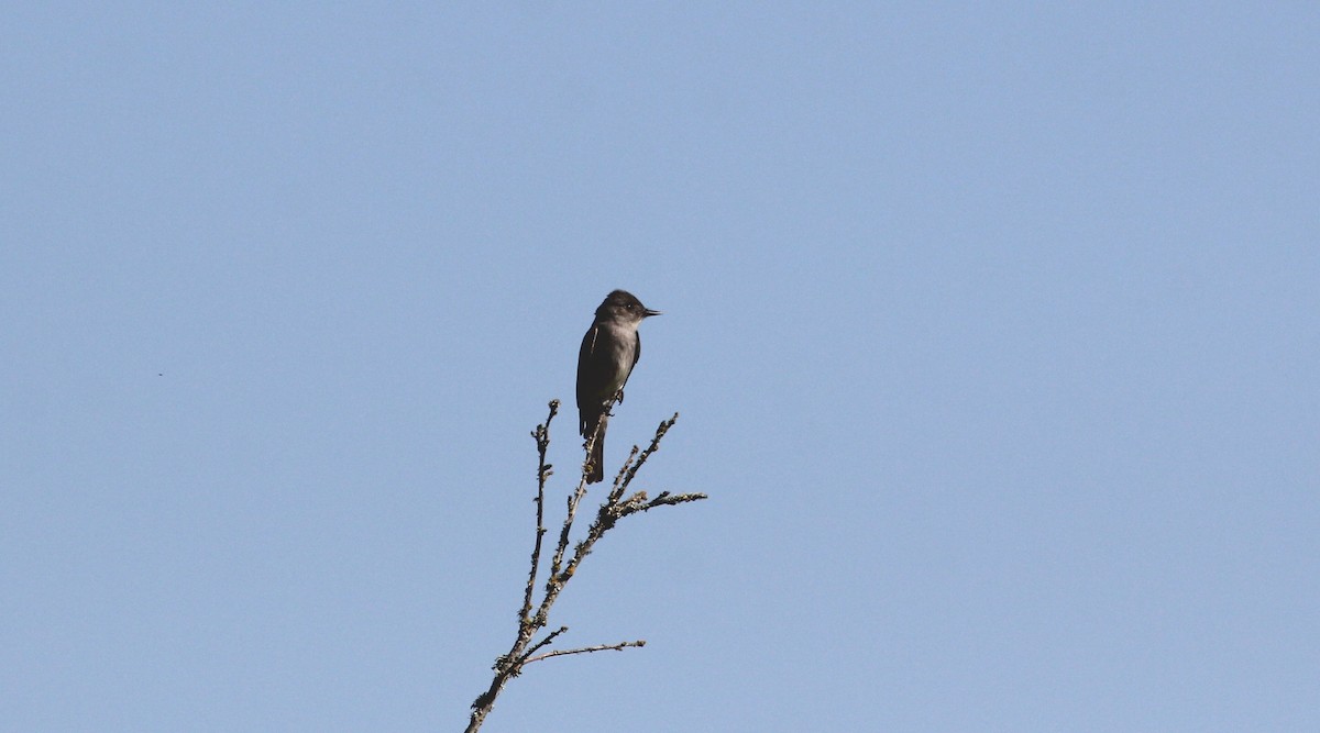 Willow Flycatcher - ML164843111