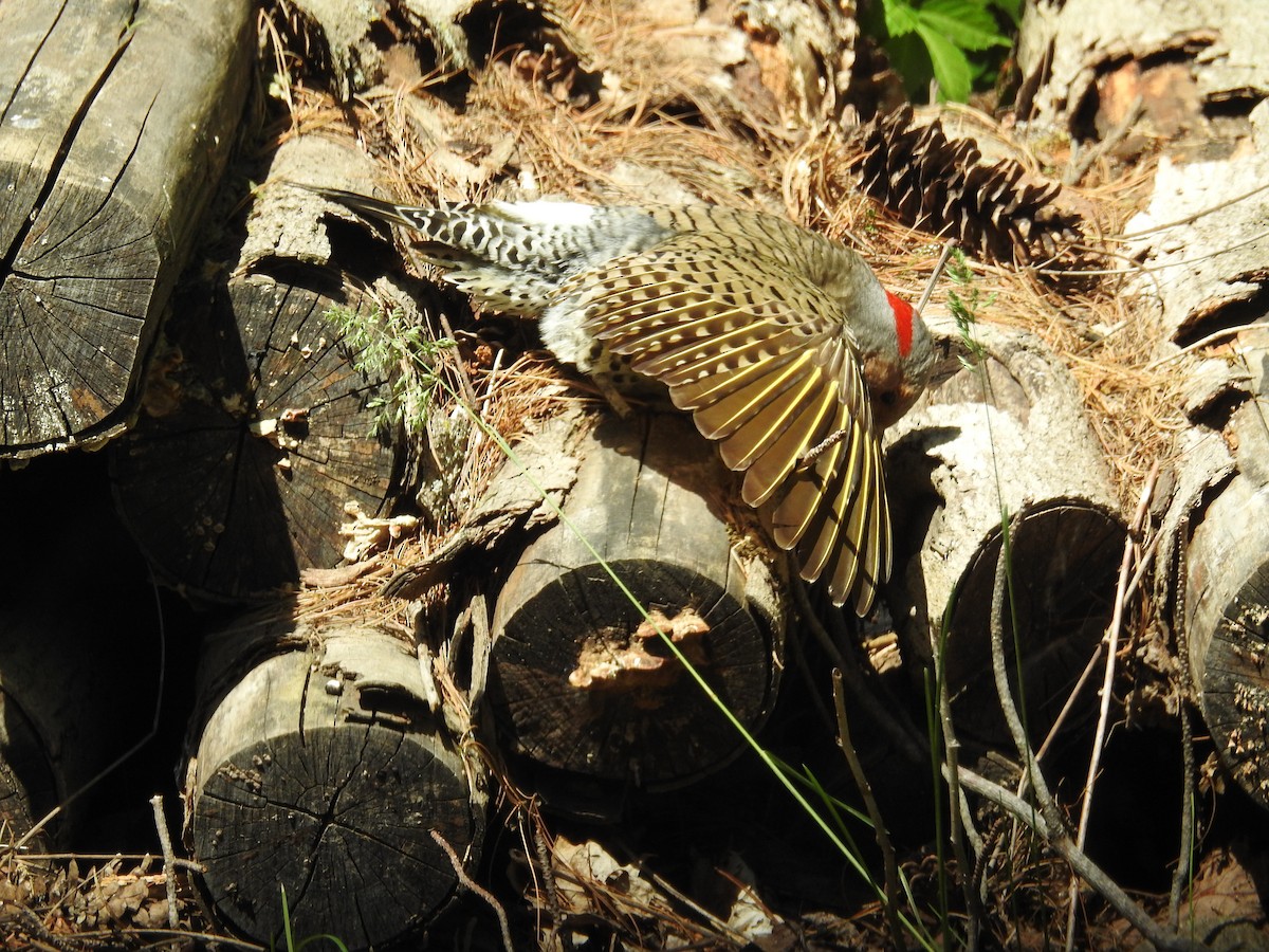 Northern Flicker (Yellow-shafted) - Claudius  Feger