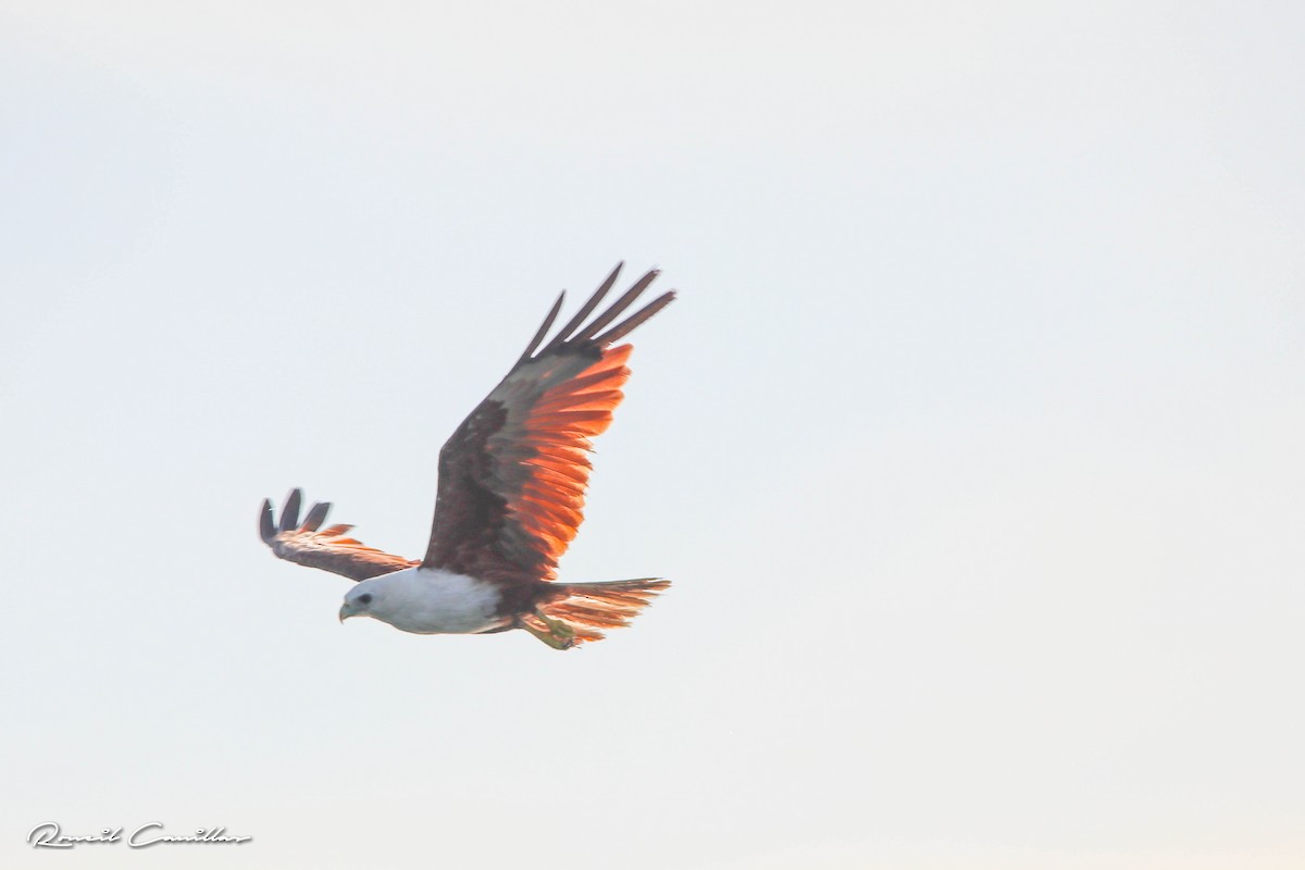 Brahminy Kite - ML164843681