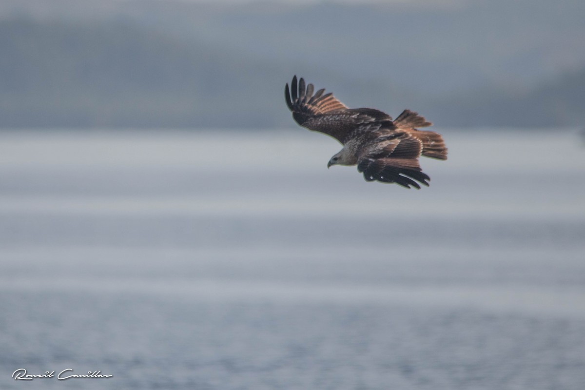 Brahminy Kite - ML164843831