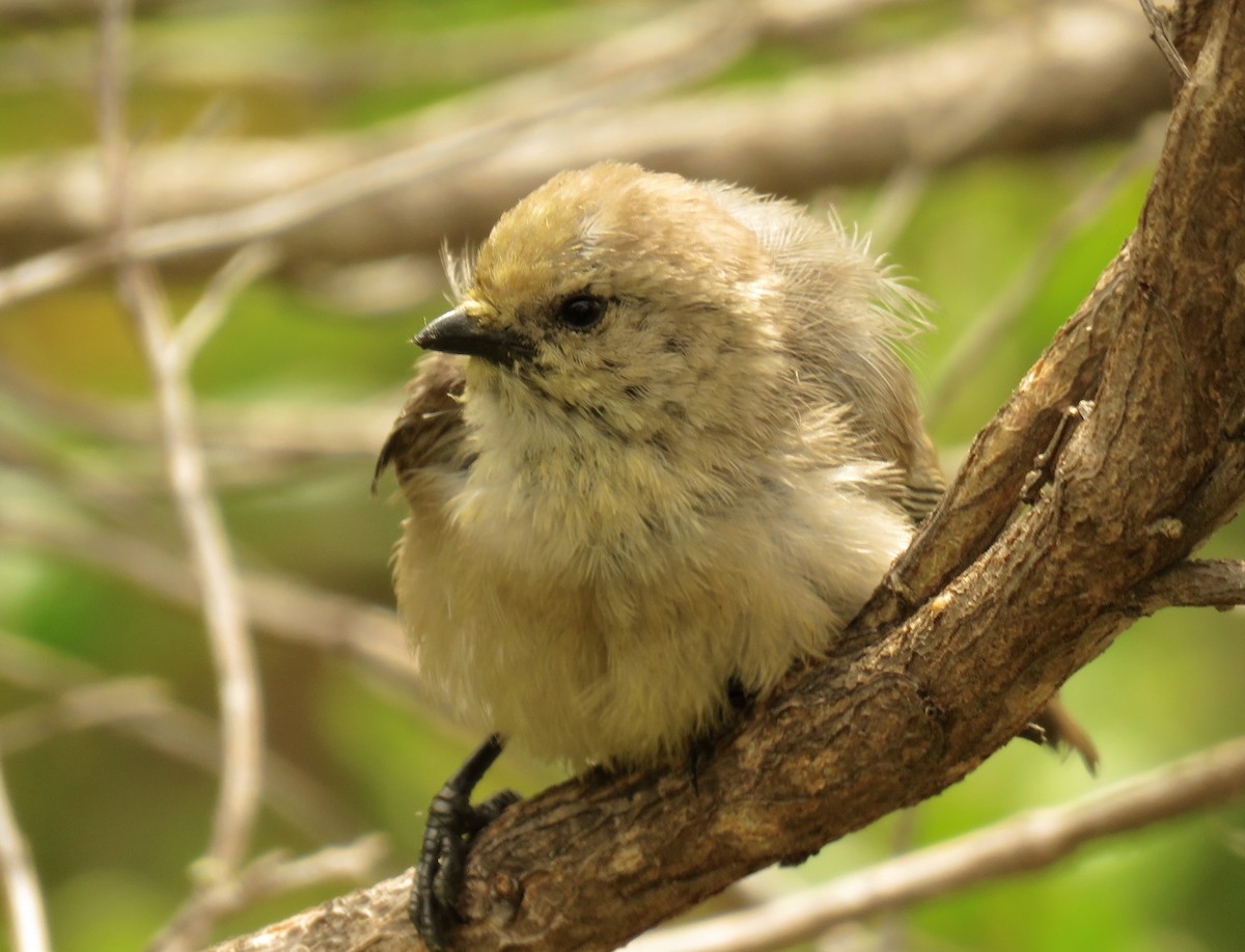 Bushtit - Petra Clayton