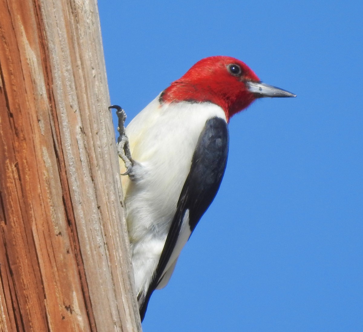 Pic à tête rouge - ML164844141