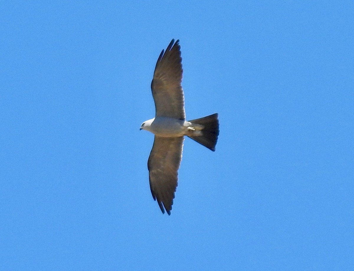 Mississippi Kite - Van Remsen