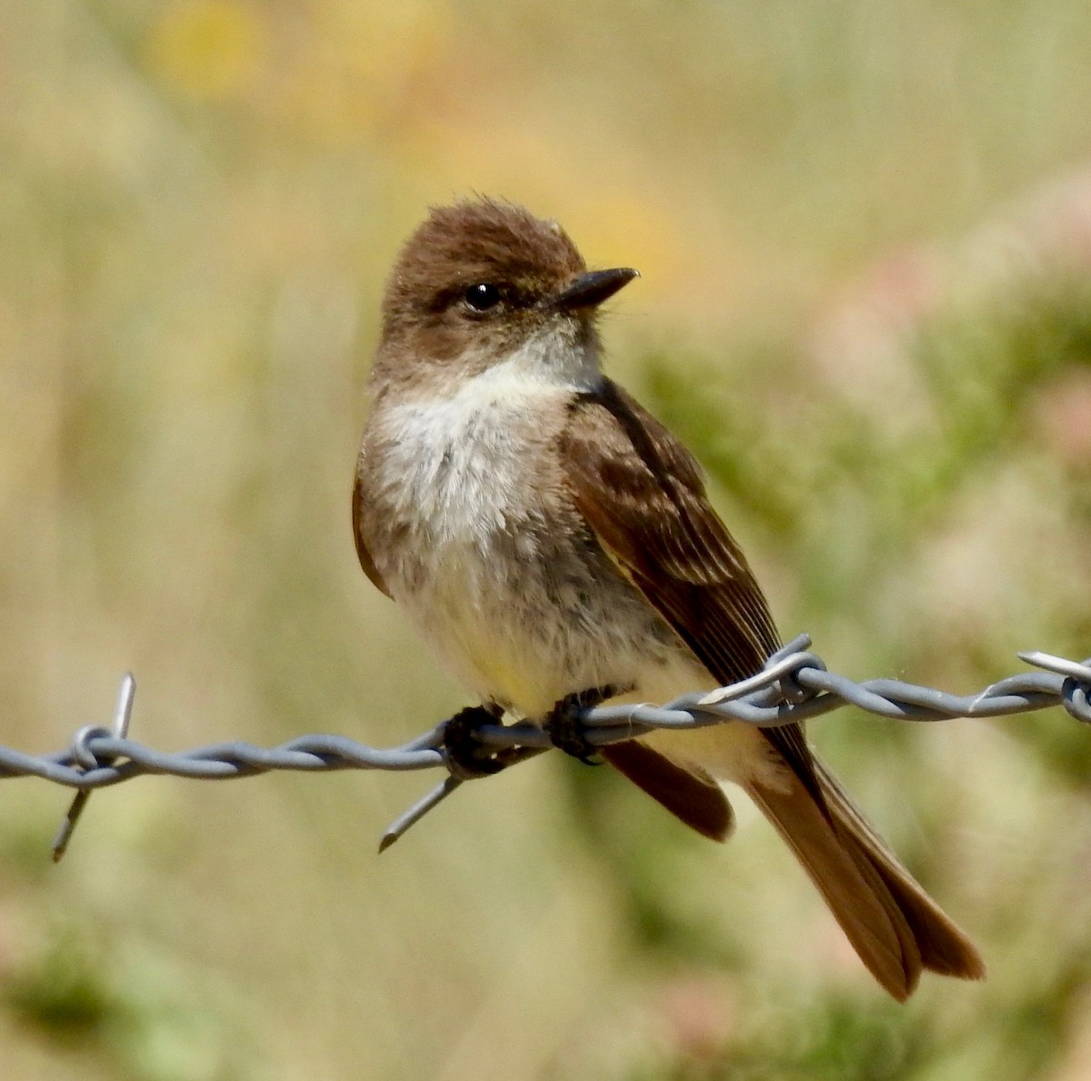 Eastern Phoebe - ML164844331