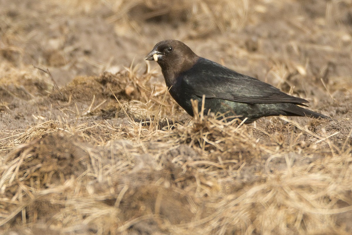 Brown-headed Cowbird - ML164844621