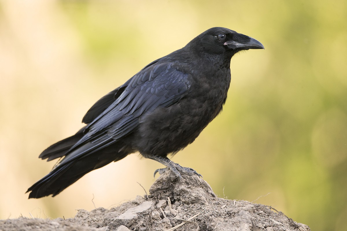 Common Raven - Jeff Dyck