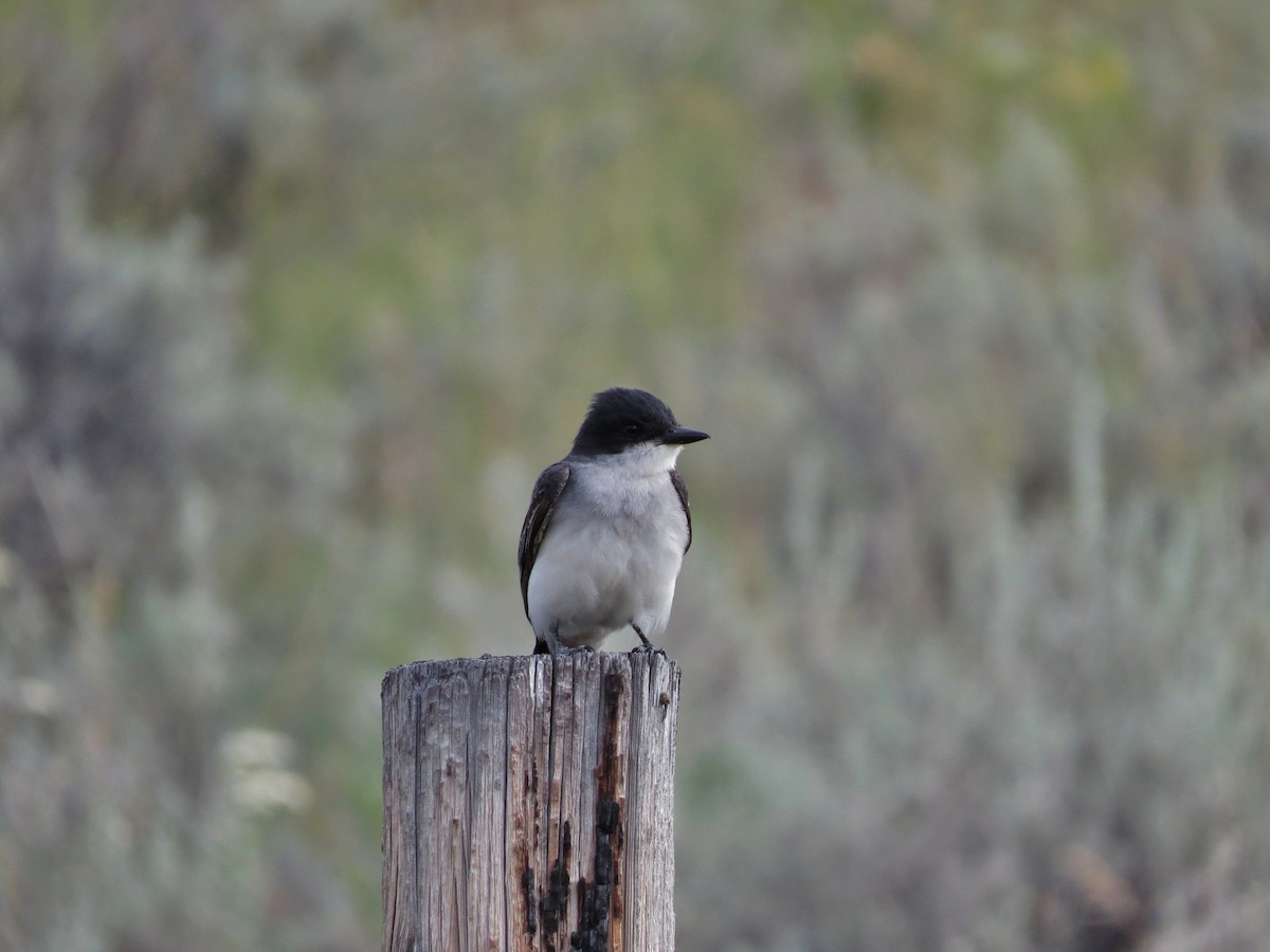 Eastern Kingbird - ML164845361