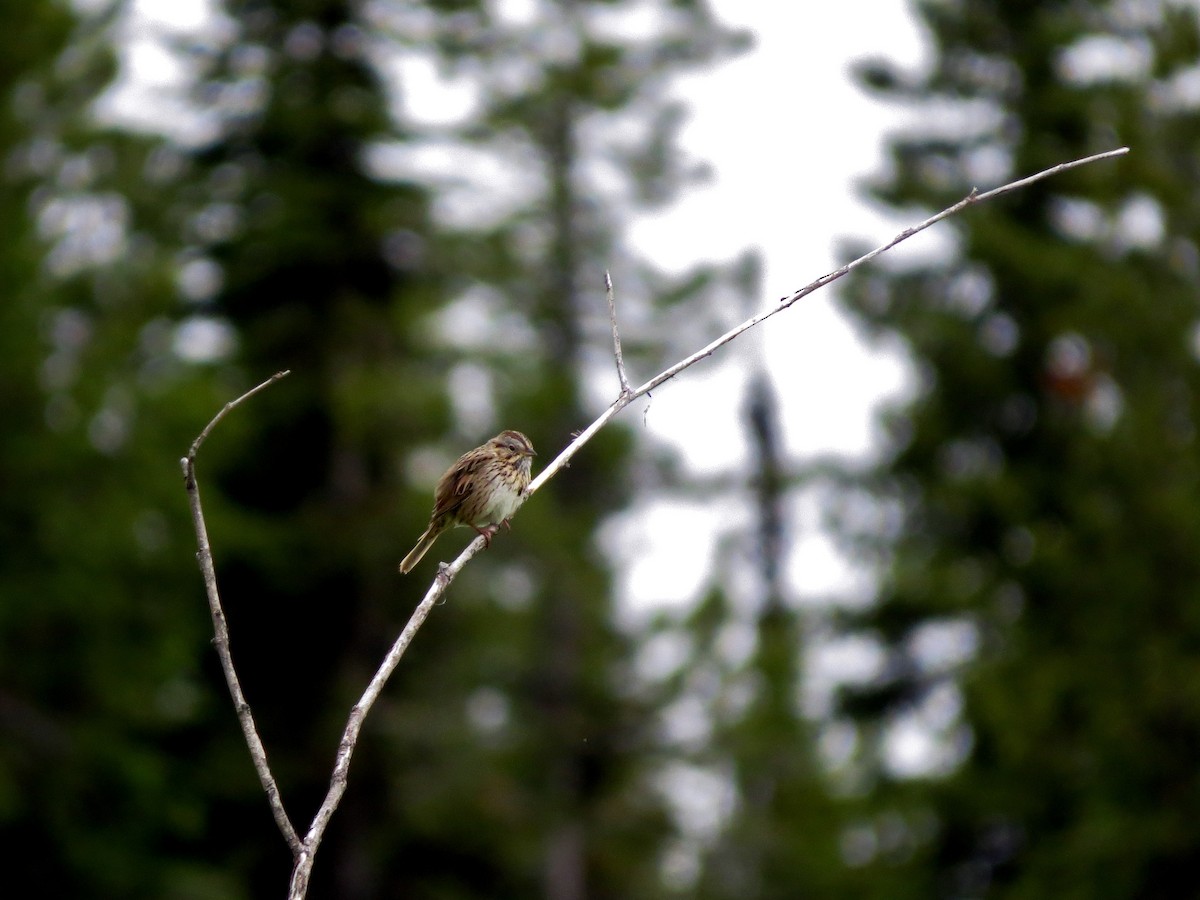 Lincoln's Sparrow - ML164846201