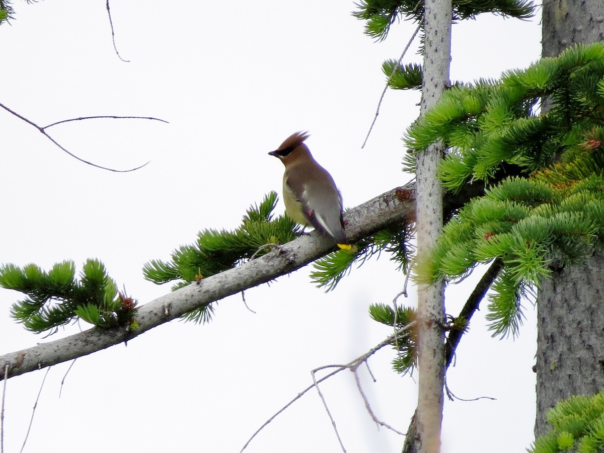 Cedar Waxwing - ML164846211