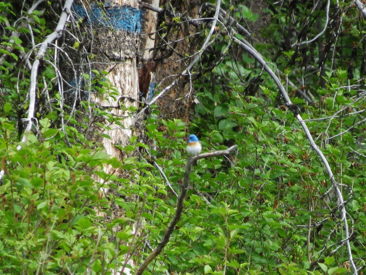 Lazuli Bunting - ML164846231