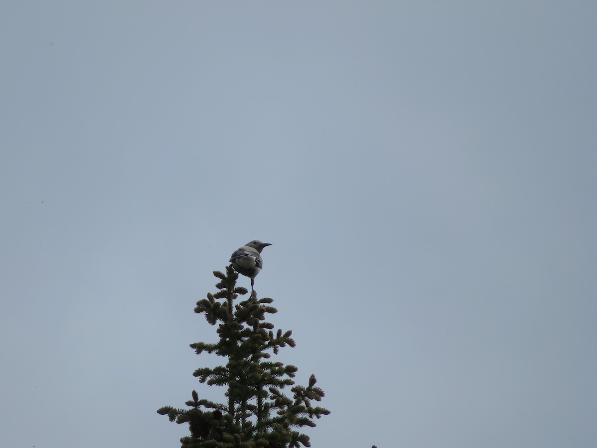 Clark's Nutcracker - ML164846241