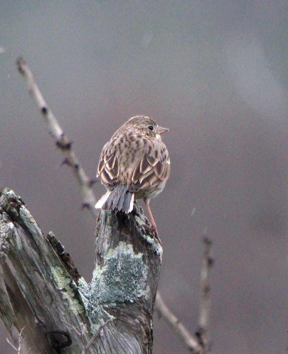 Vesper Sparrow - ML164848861