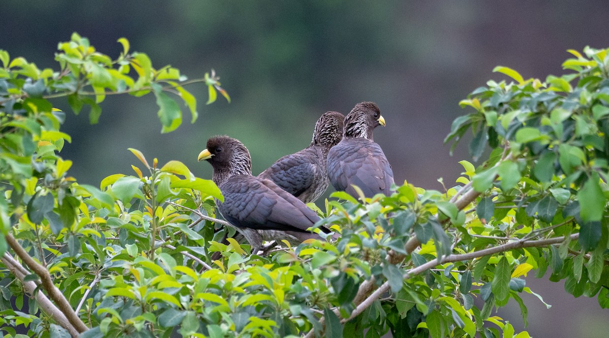 Turaco Gris Oriental - ML164849101