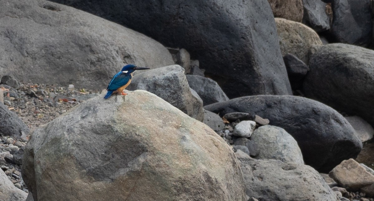 Half-collared Kingfisher - ML164849161