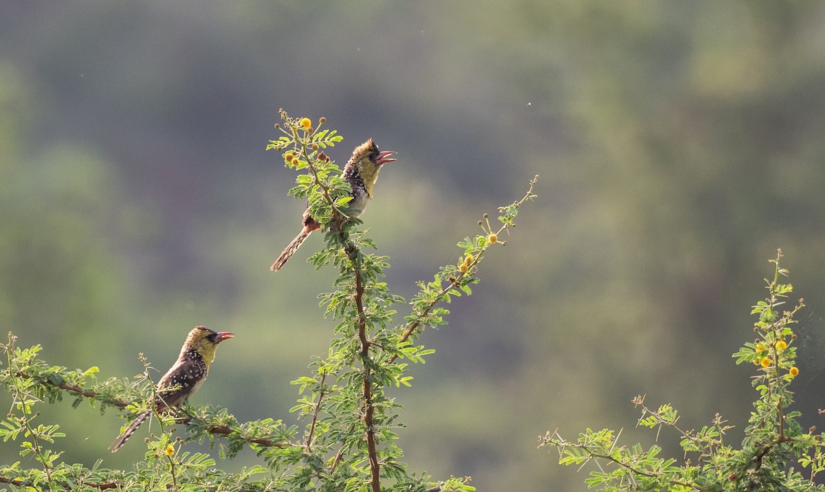 Yellow-breasted Barbet - ML164849171