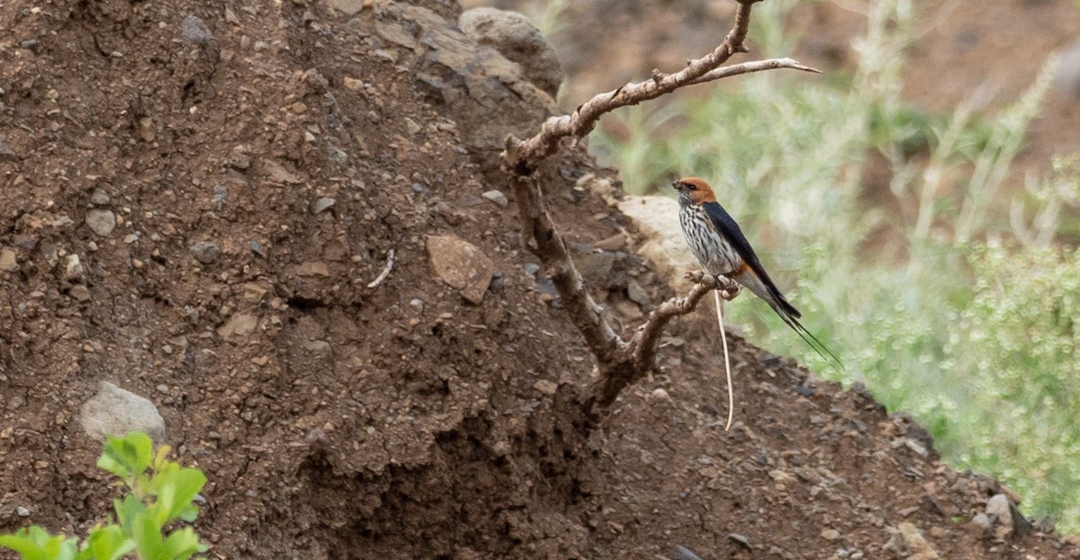 Lesser Striped Swallow - ML164849321