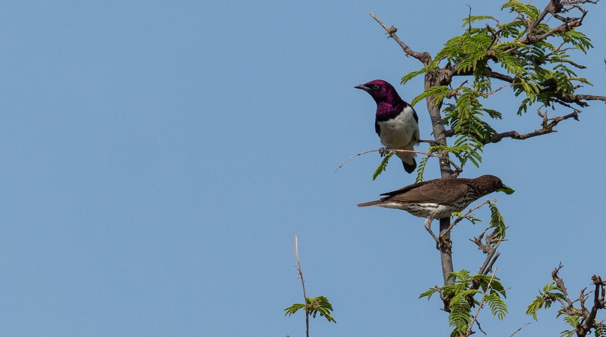 Violet-backed Starling - ML164849681