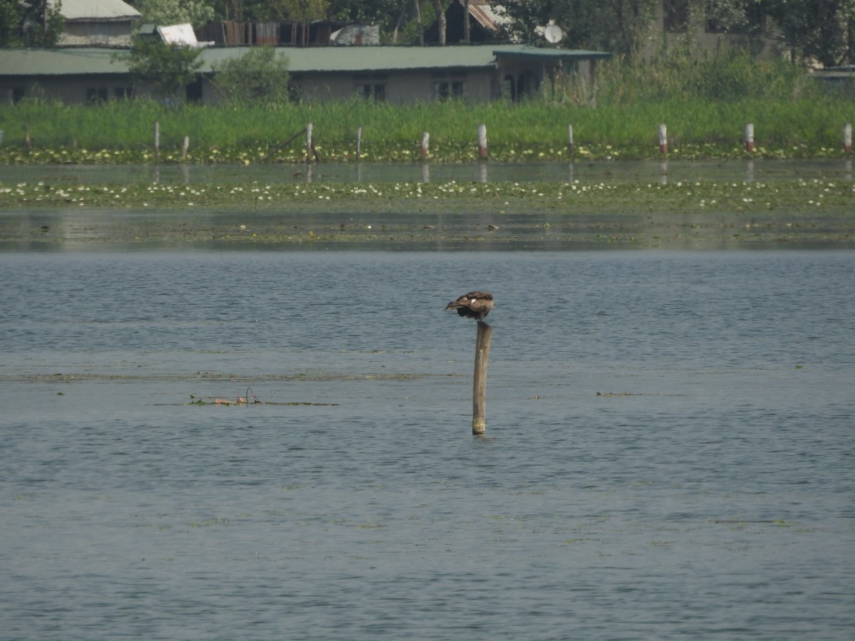 Pallas's Fish-Eagle - ML164849831