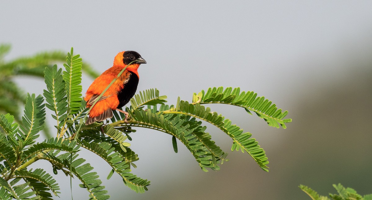 Northern Red Bishop - ML164849991