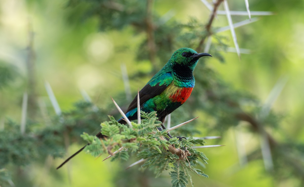 Beautiful Sunbird - ML164850091