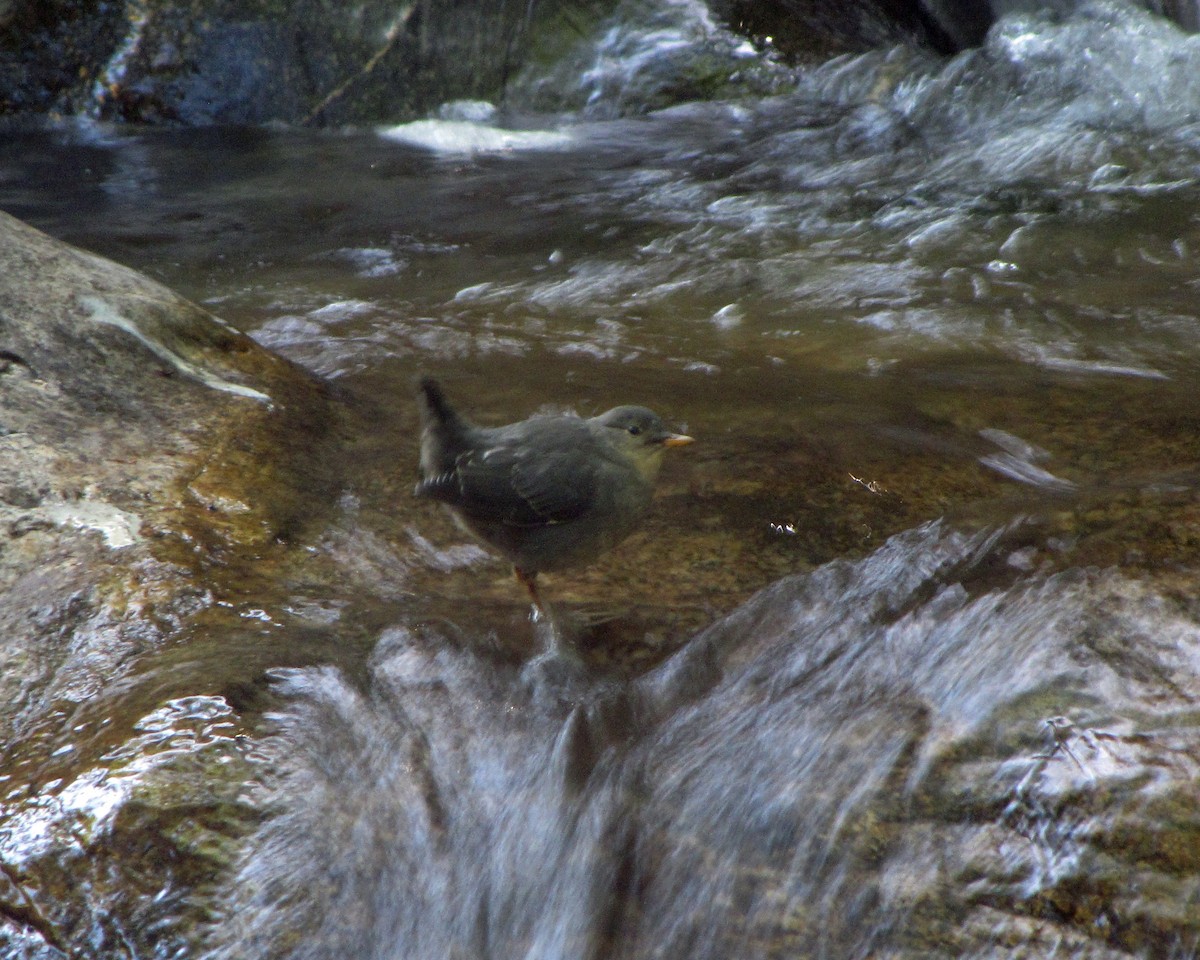 American Dipper - ML164850641