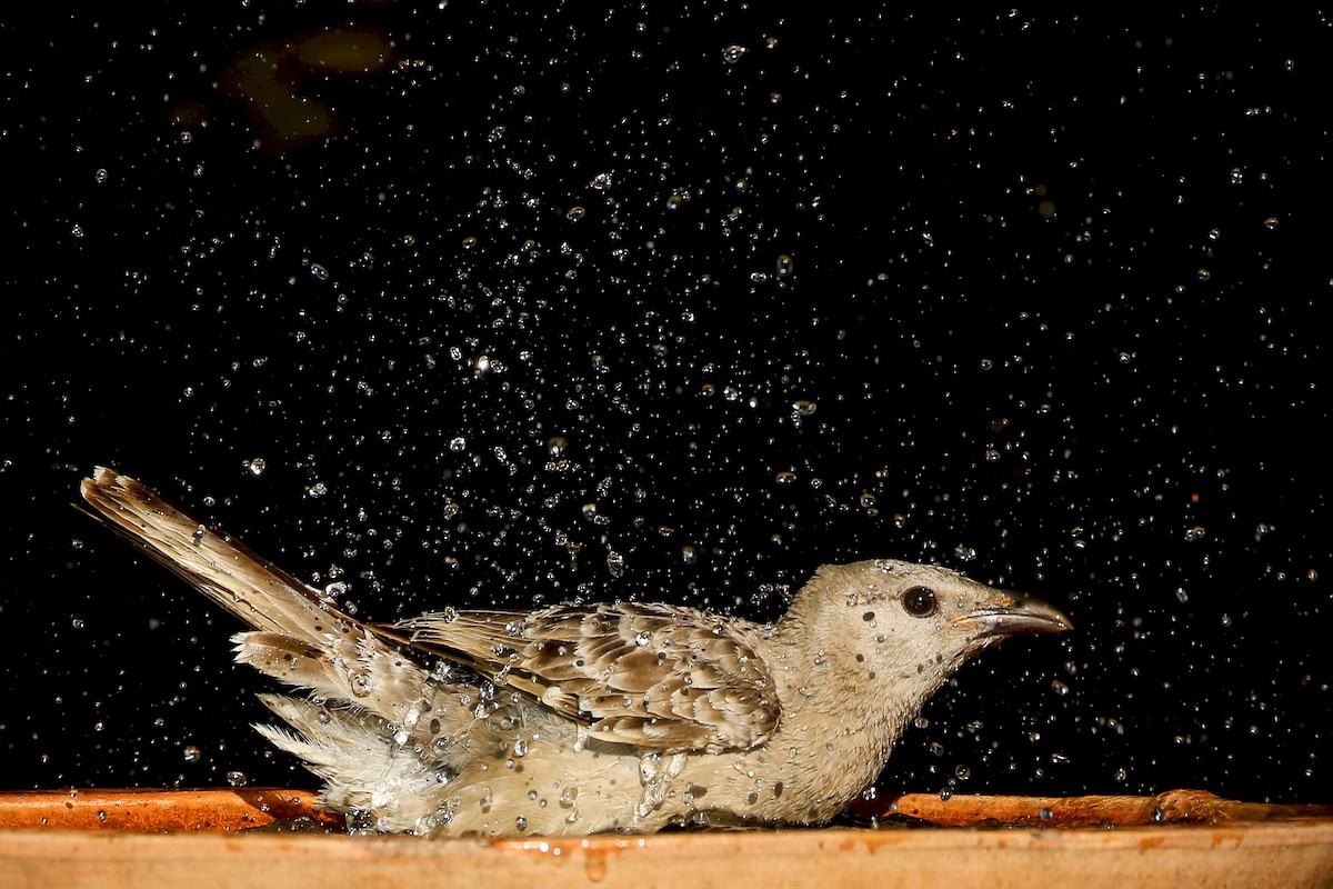 Great Bowerbird - Janis Otto