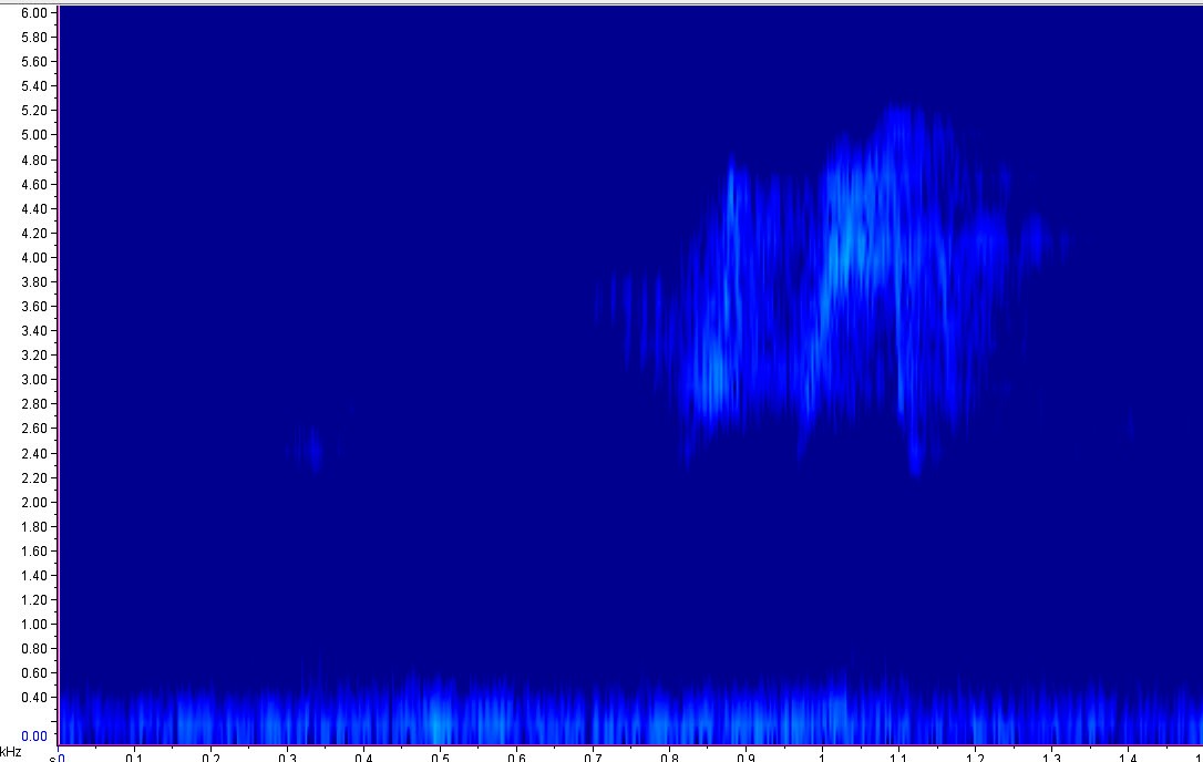 חטפית האלמון - ML164853661